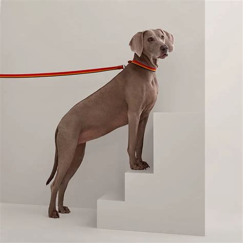 hermes dog leash and collar|Hermes hoof pick.